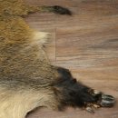 Peau de sanglier Peau de sanglier sauvage Couenne de sanglier Tapis de sol Longueur 180 cm 87.6.41