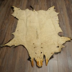 Peau de sanglier Peau de sanglier sauvage Couenne de sanglier Tapis de sol Longueur 180 cm 87.6.41