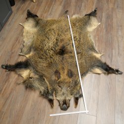 Peau de sanglier Peau de sanglier sauvage Couenne de sanglier Tapis de sol Longueur 180 cm 87.6.41