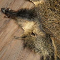 Peau de sanglier Peau de sanglier sauvage Couenne de sanglier Tapis de sol Longueur 180 cm 87.6.41