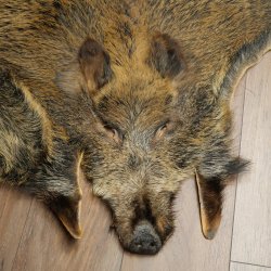 Peau de sanglier Peau de sanglier sauvage Couenne de sanglier Tapis de sol Longueur 180 cm 87.6.41