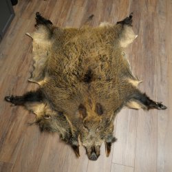 Peau de sanglier Peau de sanglier sauvage Couenne de sanglier Tapis de sol Longueur 180 cm 87.6.41