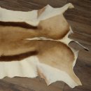 Tappeto in pelle di springbok, pelle di springbok africana, tappeto in pelle animale, lunghezza 132 cm