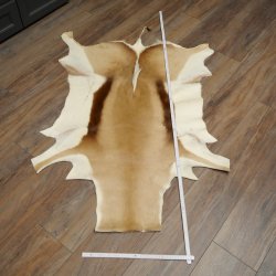 Tappeto in pelle di springbok, pelle di springbok africana, tappeto in pelle animale, lunghezza 132 cm