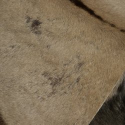 Gnu / Oryx 2 er Set Felle Fell Haut Vorleger Afrika Teppich