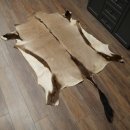 Oryxfell Oryx (Oryx gazella) Fell Vorleger Antilope Afrika Länge 205 cm