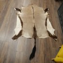 Oryxfell Oryx (Oryx gazella) Fell Vorleger Antilope Afrika Länge 205 cm