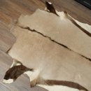 Oryxfell Oryx (Oryx gazella) Fell Vorleger Antilope Afrika Länge 205 cm