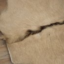 Oryxfell Oryx (Oryx gazella) Fell Vorleger Antilope Afrika Länge 205 cm