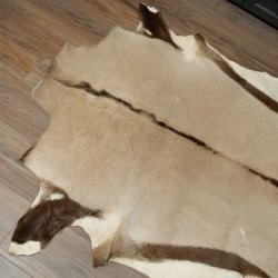 Oryxfell Oryx (Oryx gazella) Fell Vorleger Antilope Afrika Länge 205 cm