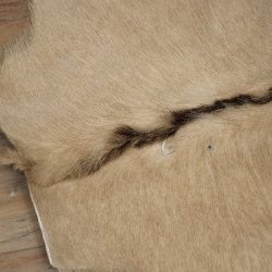 Oryxfell Oryx (Oryx gazella) Fell Vorleger Antilope Afrika Länge 205 cm