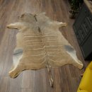 Tapis en peau de koudou, peau de koudou, antilope, Afrique, longueur 225 cm