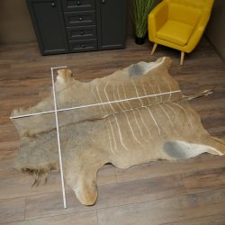 Tapis en peau de koudou, peau de koudou, antilope, Afrique, longueur 225 cm