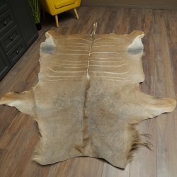 Tapis en peau de koudou, peau de koudou, antilope, Afrique, longueur 225 cm