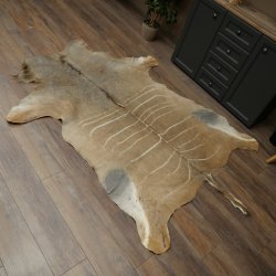 Tapis en peau de koudou, peau de koudou, antilope, Afrique, longueur 225 cm