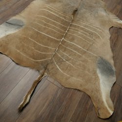 Tapis en peau de koudou, peau de koudou, antilope, Afrique, longueur 225 cm
