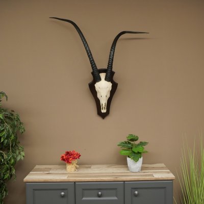 Oryx (Oryx gazella) Longueur des cornes : 88 cm Cornes non fixées Antilope Oryx dAfrique Trophée de crâne 88.3.112