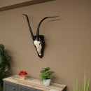 Oryx (Oryx gazella) Lunghezza delle corna 88 cm Corna...