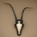 Oryx (Oryx gazella) Longueur des cornes : 88 cm Cornes non fixées Antilope Oryx dAfrique Trophée de crâne 88.3.112