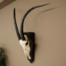 Oryx (Oryx gazella) Longueur des cornes : 88 cm Cornes non fixées Antilope Oryx dAfrique Trophée de crâne 88.3.112