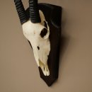 Oryx (Oryx gazella) Longueur des cornes : 88 cm Cornes non fixées Antilope Oryx dAfrique Trophée de crâne 88.3.112