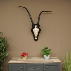 Oryx (Oryx gazella) Longueur des cornes : 88 cm Cornes non fixées Antilope Oryx dAfrique Trophée de crâne 88.3.112