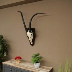 Oryx (Oryx gazella) Longueur des cornes : 88 cm Cornes non fixées Antilope Oryx dAfrique Trophée de crâne 88.3.112