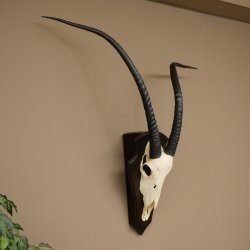 Oryx (Oryx gazella) Longueur des cornes : 88 cm Cornes non fixées Antilope Oryx dAfrique Trophée de crâne 88.3.112