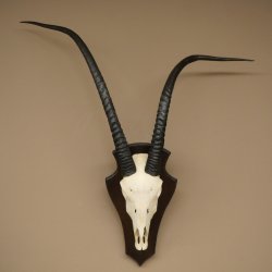 Oryx (Oryx gazella) Longueur des cornes : 88 cm Cornes non fixées Antilope Oryx dAfrique Trophée de crâne 88.3.112