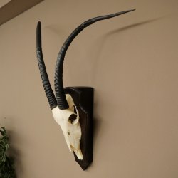 Oryx (Oryx gazella) Longueur des cornes : 88 cm Cornes non fixées Antilope Oryx dAfrique Trophée de crâne 88.3.112