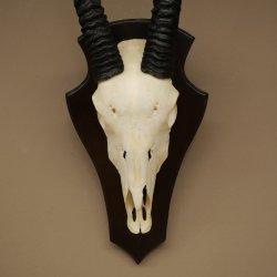 Oryx (Oryx gazella) Longueur des cornes : 88 cm Cornes non fixées Antilope Oryx dAfrique Trophée de crâne 88.3.112