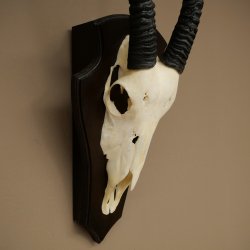 Oryx (Oryx gazella) Longueur des cornes : 88 cm Cornes non fixées Antilope Oryx dAfrique Trophée de crâne 88.3.112