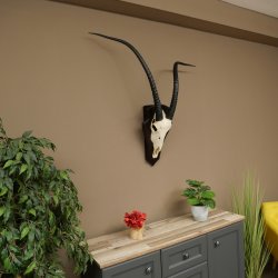 Oryx (Oryx gazella) Longueur des cornes : 88 cm Cornes non fixées Antilope Oryx dAfrique Trophée de crâne 88.3.112