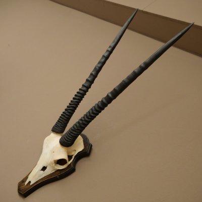 Oryx (Oryx gazella) Horn length 68 cm Antelope Oryx Africa Skull trophy Trophy shield 88.3.113