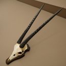 Oryx (Oryx gazella) Horn length 68 cm Antelope Oryx...