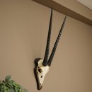 Oryx (Oryx gazella) Horn length 68 cm Antelope Oryx...