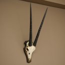 Oryx (Oryx gazella) Horn length 68 cm Antelope Oryx Africa Skull trophy Trophy shield 88.3.113