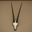 Oryx (Oryx gazella) Horn length 68 cm Antelope Oryx Africa Skull trophy Trophy shield 88.3.113