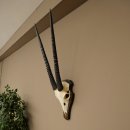 Oryx (Oryx gazella) Horn length 68 cm Antelope Oryx Africa Skull trophy Trophy shield 88.3.113