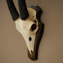 Oryx (Oryx gazella) Horn length 68 cm Antelope Oryx Africa Skull trophy Trophy shield 88.3.113