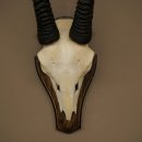 Oryx (Oryx gazella) Horn length 68 cm Antelope Oryx Africa Skull trophy Trophy shield 88.3.113