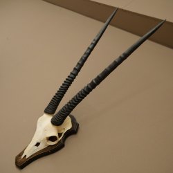 Oryx (Oryx gazella) Horn length 68 cm Antelope Oryx Africa Skull trophy Trophy shield 88.3.113