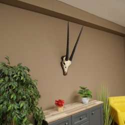 Oryx (Oryx gazella) Horn length 68 cm Antelope Oryx Africa Skull trophy Trophy shield 88.3.113