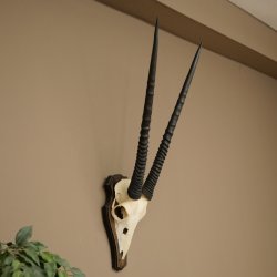 Oryx (Oryx gazella) Horn length 68 cm Antelope Oryx Africa Skull trophy Trophy shield 88.3.113