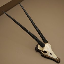 Oryx (Oryx gazella) Horn length 68 cm Antelope Oryx Africa Skull trophy Trophy shield 88.3.113