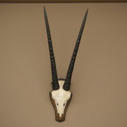 Oryx (Oryx gazella) Horn length 68 cm Antelope Oryx Africa Skull trophy Trophy shield 88.3.113
