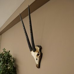 Oryx (Oryx gazella) Horn length 68 cm Antelope Oryx Africa Skull trophy Trophy shield 88.3.113
