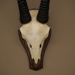 Oryx (Oryx gazella) Horn length 68 cm Antelope Oryx Africa Skull trophy Trophy shield 88.3.113