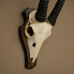 Oryx (Oryx gazella) Horn length 68 cm Antelope Oryx Africa Skull trophy Trophy shield 88.3.113