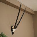 Oryx (Oryx gazella) Horn length 89 cm Antelope Oryx...
